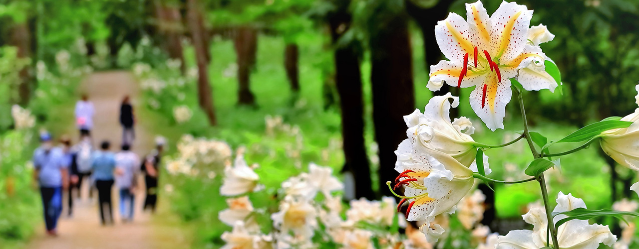 昭和万葉の森のヤマユリが活き活きと咲いている様子