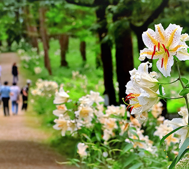 昭和万葉の森のヤマユリが活き活きと咲いている様子