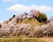 大衡城跡公園の桜が満開な様子