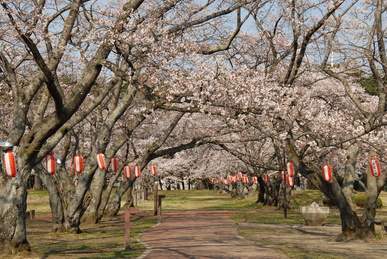 両サイドに桜の木が咲いており紅白の提灯が吊るされている公園の風景の写真