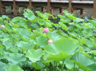 池の水面にハスの大きな葉とピンクの花がある写真