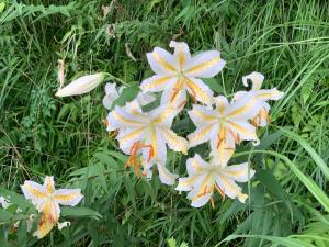 公園の緑地に生えているユリの写真