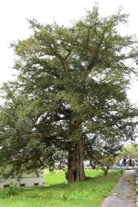 幹が太くとても大きいかやの木の写真