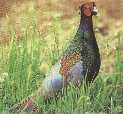 村鳥のキジの写真。草むらを歩いている。