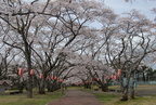 大衡中央公園の画像